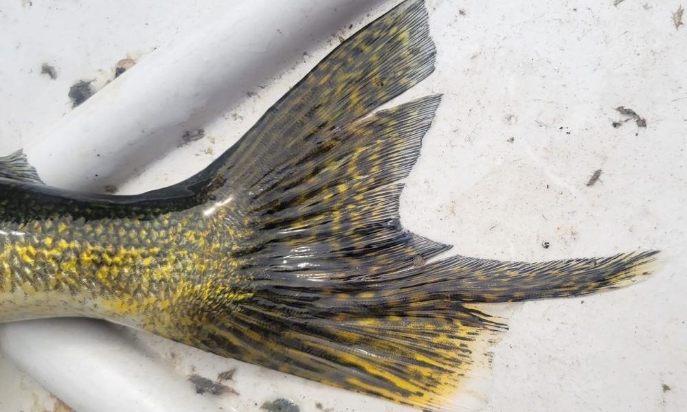 NextImg:AIM cheat code, Dialed Side Imaging, Dropshot walleye tips – Target Walleye