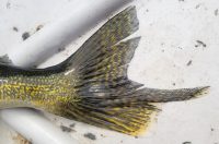 AIM cheat code, Dialed Side Imaging, Dropshot walleye tips