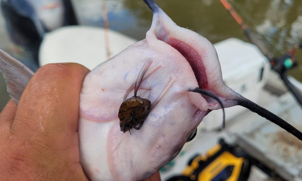 NextImg:Fall turnover explained, Zeebz attach to fish, Crayfish vs minnow baits – Target Walleye