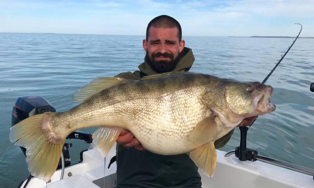 NextImg:Secret ChatterBait walleyes, Lake Erie freakazoids, Side imaging car lot – Target Walleye