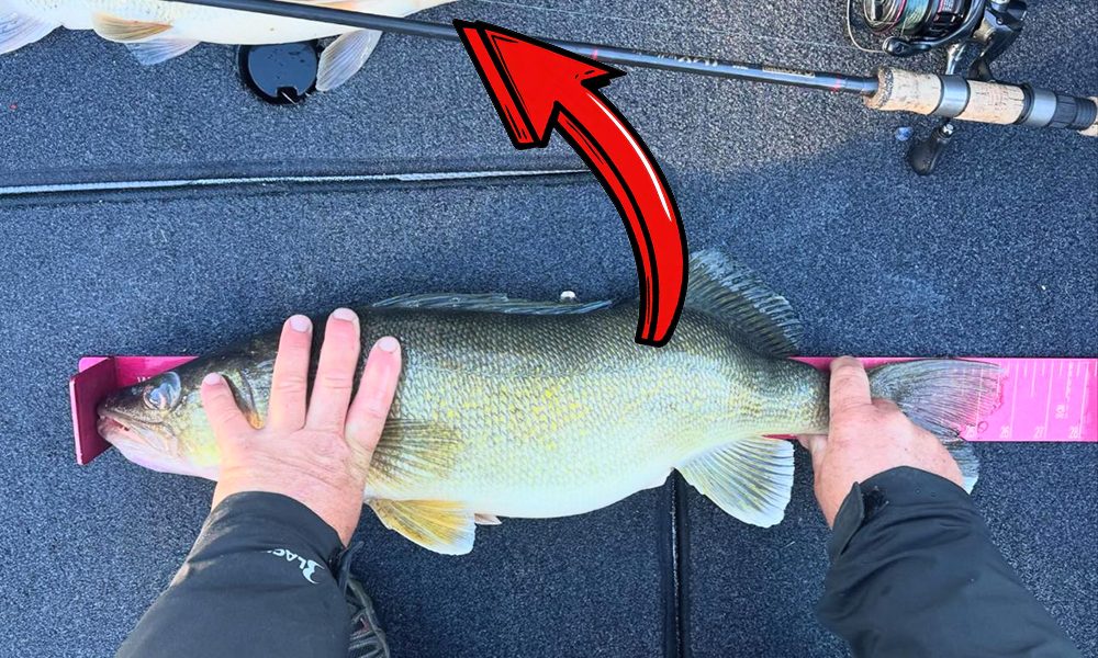 Fall dropshot tricks, Evolution of the industry, Fishing for deers – Target Walleye