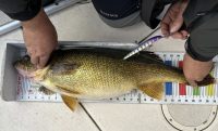 Bay of Quinte giant, Folks already ice fishing, Catch and catch again