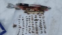 Jason Mitchell’s basin panfish tricks, Pike eats 83 sunfish, How Tom Boley tip-ups
