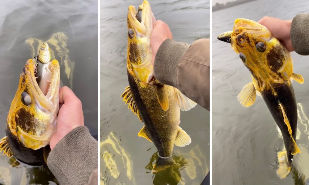 NextImg:Rare golden zander, Sobi’s early ice hacks, e-Scouting new water – Target Walleye