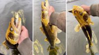 Rare golden zander, Sobi’s early ice hacks, e-Scouting new water