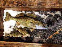 Cold front walleyes, Day vs night crappie spots, Dog days of winter