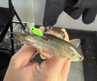 Leech Lake midwinter tips, Ice fishing in AZ, Hardwater proposal