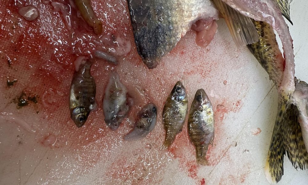 Bay of Quinte 18-lber, Stripeless perch, Walleye devours bluegills – Target Walleye