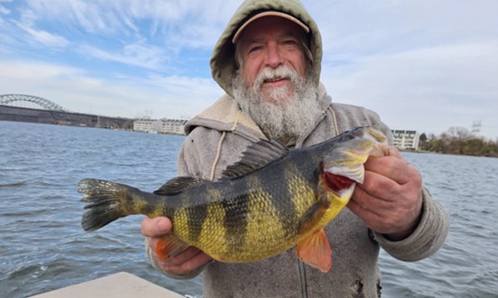 Stealthy walleye tricks, Fattest perch ever, Tungsten vs lead jigs – Target Walleye