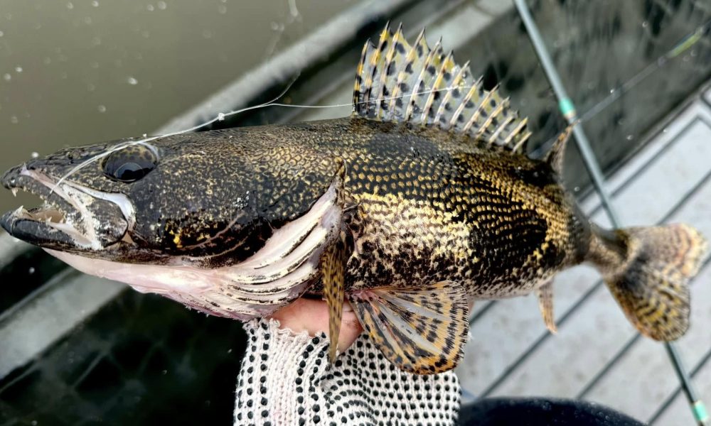 Late-ice locations, Camo’d up sauger, Preserve minnows with vodka – Target Walleye