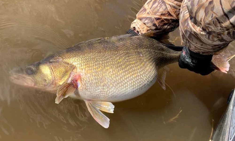 Early-spring walleye locations and techniques – Target Walleye