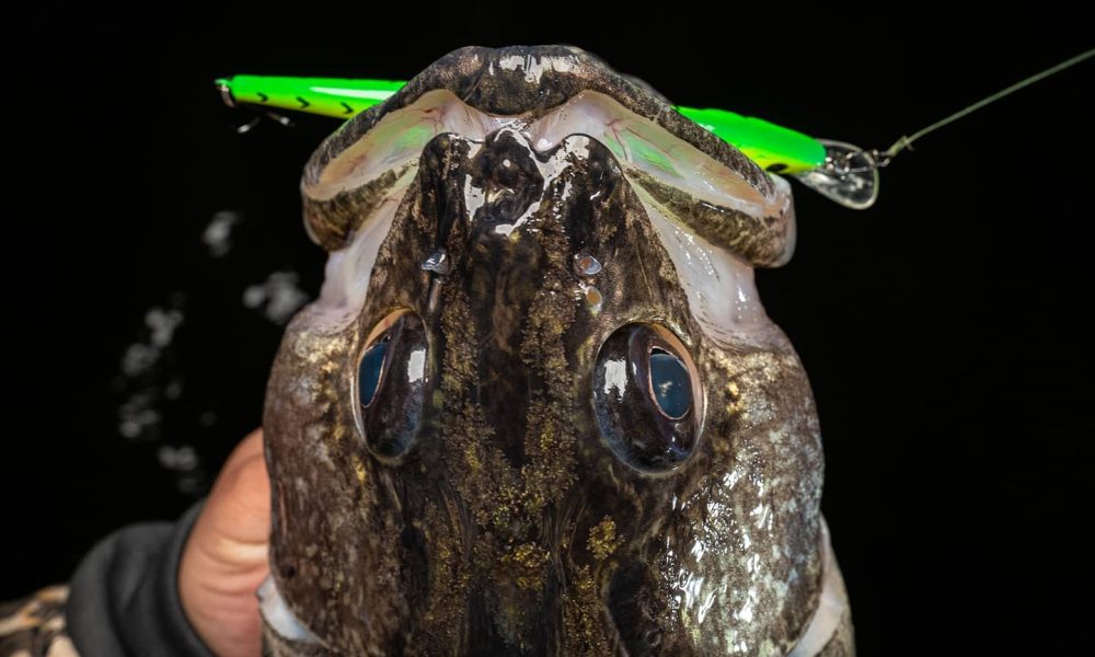 NextImg:Lake Erie PB walleye, Hoyer’s cold-water baits, Spring Rippin’ Rap tricks – Target Walleye
